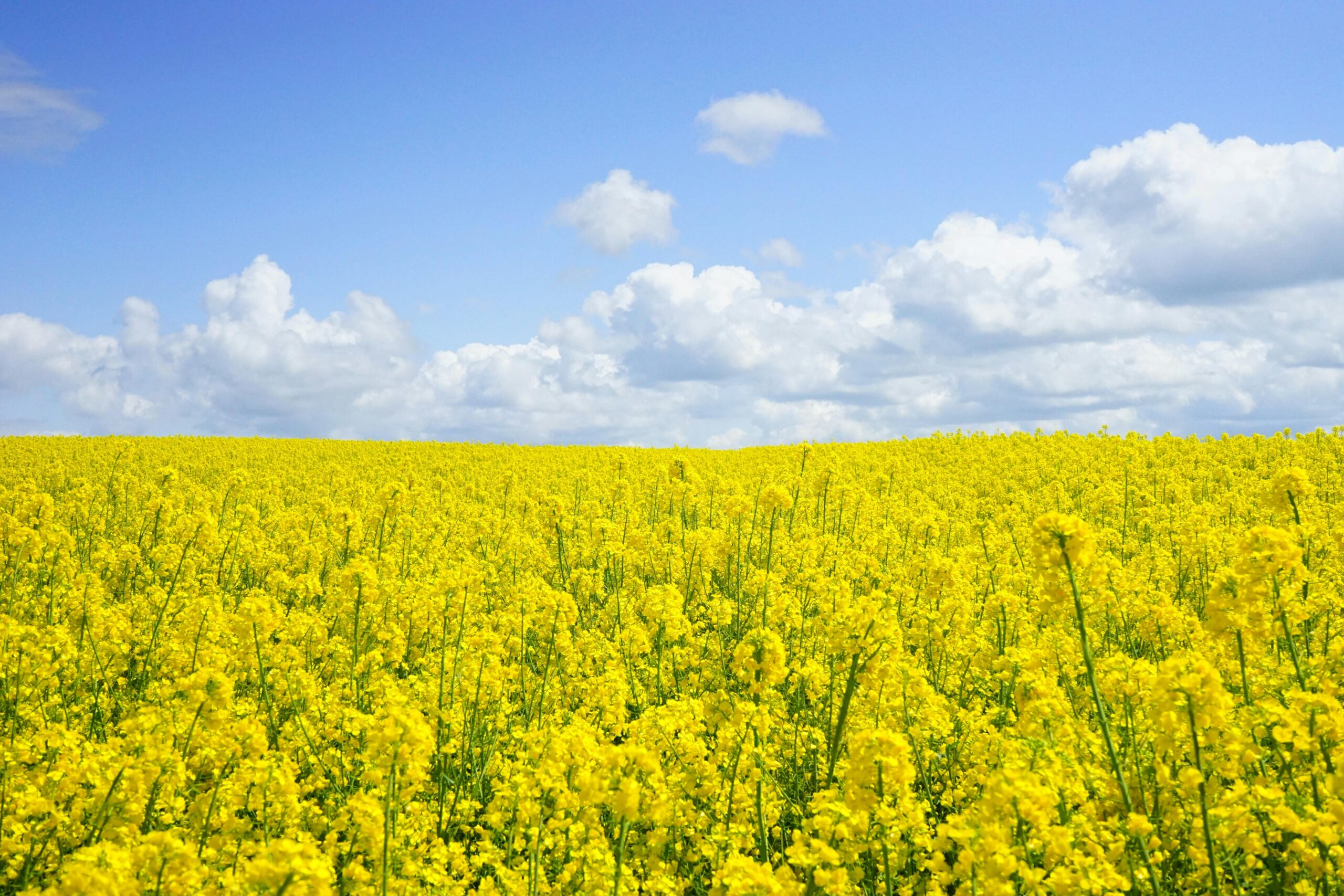 A vast field of blooming yellow mustard flowers under a bright blue sky, perfect for nature themes.