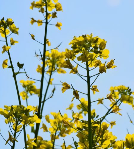 Untitled design (12)